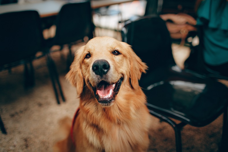 Full Grown Dog in good Dog Health