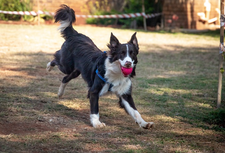 Healthy Border Collie