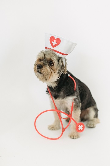 Dog heart health vet